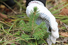 Более 100 деревьев высадили в рамках акции «Сад Памяти» в Одинцовском округе