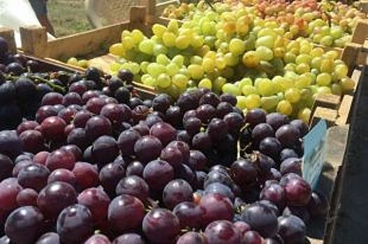 Героями фестиваля «Таманская лоза-2018» стали виноград и арбуз в 50 кг