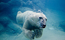 Жертвы безалаберности: Арктика без белых медведей