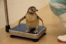 Во Владивостоке завелись пингвины