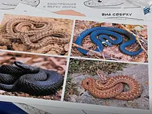 В Самарском зоопарке рассказали, какие змеи водятся в регионе