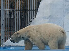 В Пензенском зоопарке белый медведь пока останется холостяком