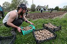 Когда сажать картофель: календарь посадки разных сортов на 2023 год