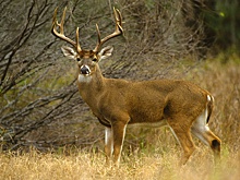 103-летняя американка получила ранения, когда к ней в дом ворвался дикий олень