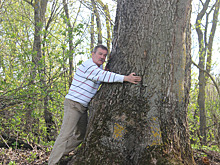 Станет ясень самым старым?