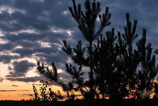 На Среднем Урале запустили новую программу поддержки лесопереработчиков