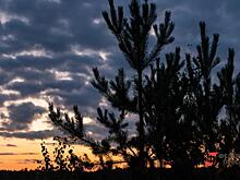 На Среднем Урале запустили новую программу поддержки лесопереработчиков