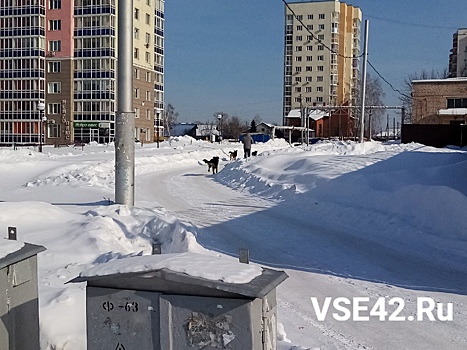 Кемеровчанин сообщил о стае бездомных собак в центре города