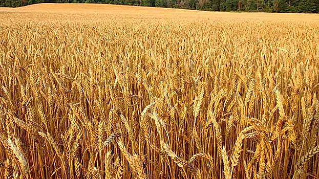 На Кубани озимой пшеницей засеют 1,5 млн гектаров
