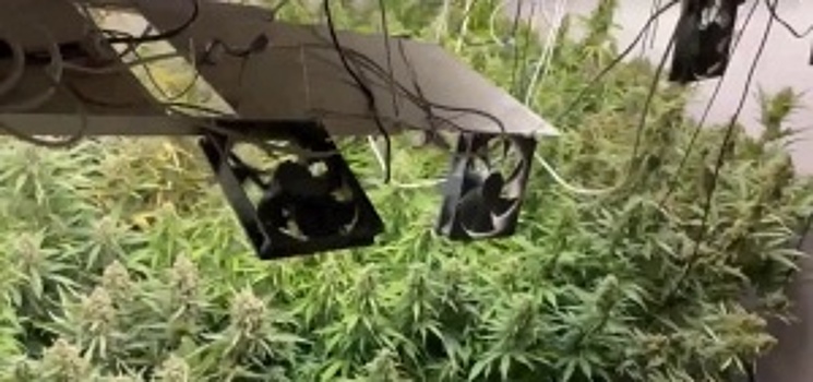 В Московской области полицейские задержали подозреваемого в незаконном культивированнии наркосодержащего растения