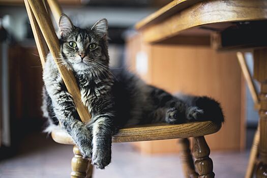 Кошки-долгожители: 4 породы, которые с вами надолго