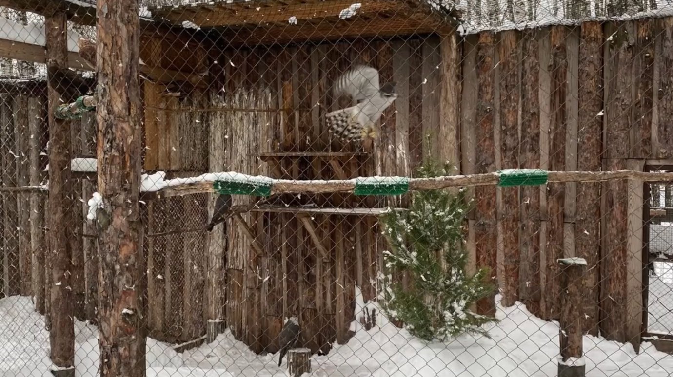 В Пензе стартовала ежегодная акция «Спаси елку»
