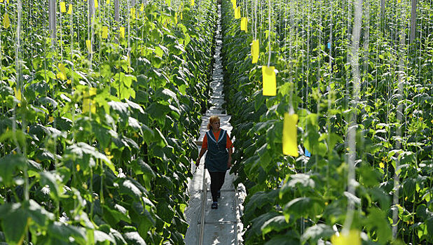 Глава IFAD назвал РФ одним из главных игроков на рынке сельхозпродукции