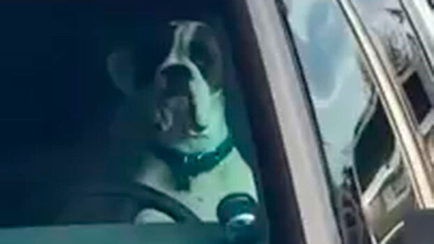 В Канаде запертый в машине пес упорно давит на гудок, привлекая внимание окружающих