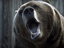 Умер снявшийся в «Игре престолов» и «В диких условиях» медведь