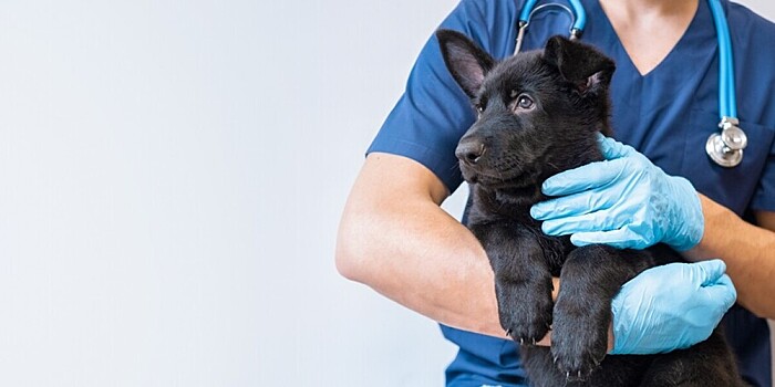 Собакам в Москве вживляют эндопротезы, напечатанные на 3D-принтере