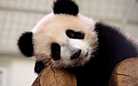 Стало известно, когда панда Катюша уедет жить в Китай