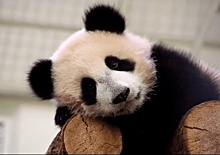 Стало известно, когда панда Катюша уедет жить в Китай