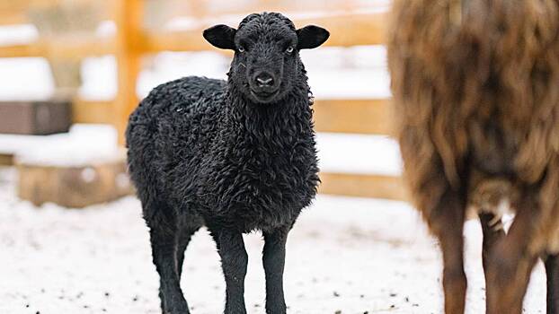 Москвичи выберут имя для родившейся на «Городской ферме» ВДНХ овечки