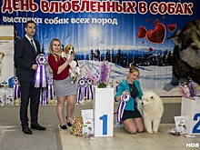 В Новосибирске прошла выставка для влюблённых в собак — её посетило полтысячи человек