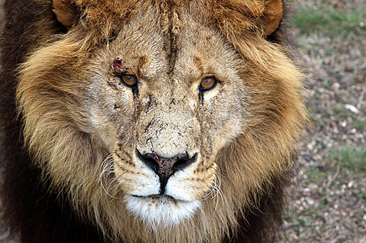 Посетитель алматинского зоопарка пытался разбудить льва камнями