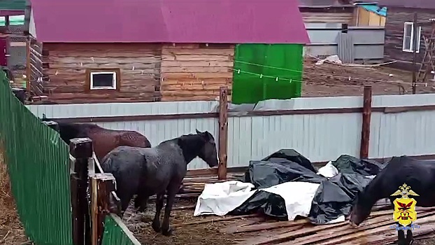 В Забайкалье полицейские задержали подозреваемых в краже табуна лошадей