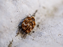 Россиян массово атаковали клопы в пятизвездочных отелях Египта