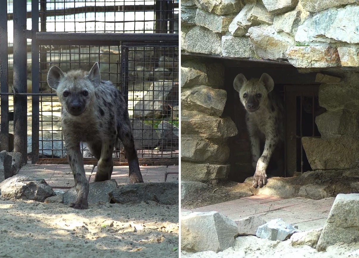 Коллекция Новосибирского зоопарка пополнилась пятнистыми гиенами