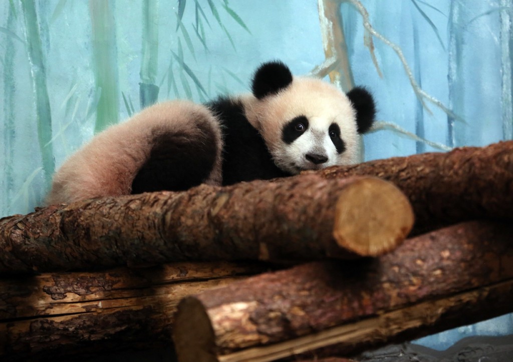 «Опасные игры»: панда Катюша расцарапала живот сотруднику зоопарка