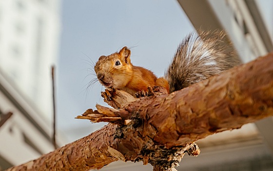 Живущие в вольерах у домов «Зеленого сада» белки готовятся к зиме