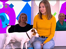 Тверичанка и её джек-рассел показали на Первом канале, как пёс может стать бухгалтером