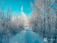 28 новых дронов закупят для нижегородских лесов в 2024 году