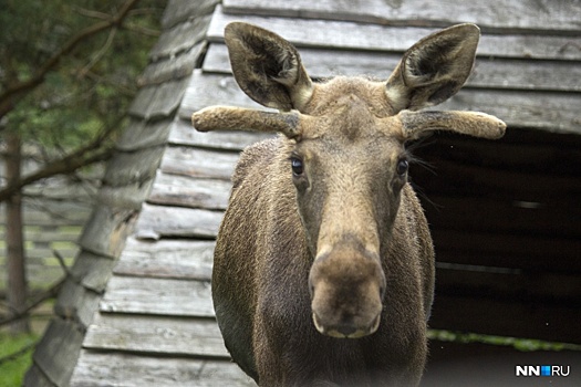 «Тяни, тяни его!» Нижегородские охотники вытащили из болота лосенка