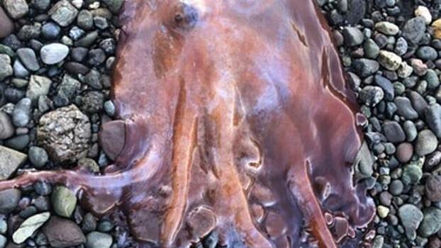 В Швеции выловили очень редкого «призрачного осьминога»