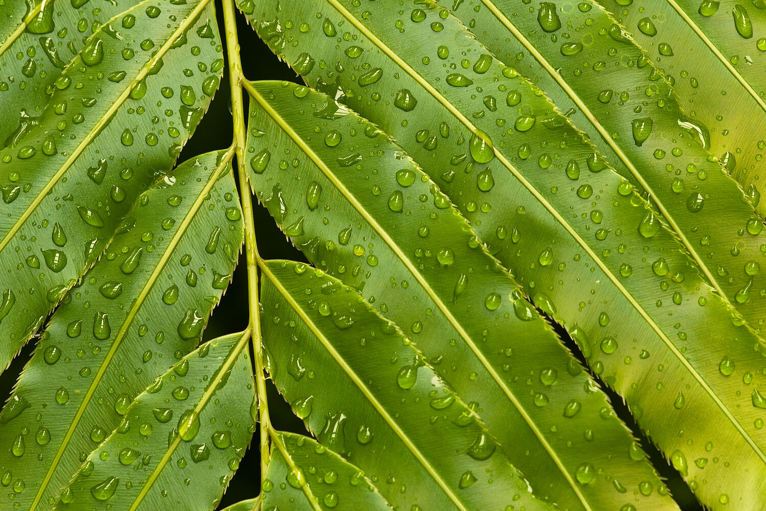 Ученым впервые удалось искусственно воссоздать фотосинтез растений