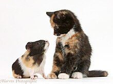 10+ фотографий очень похожих животных, которые растрогают вас до слёз