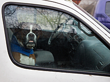 Тепловой удар и 5 кг куриных крылышек: калининградские ветврачи — о "летних" ошибках владельцев собак