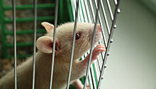 Петербургские нейрофизиологи смогли победить паралич у крыс