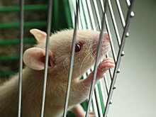 Петербургские нейрофизиологи смогли победить паралич у крыс