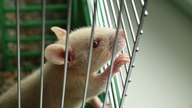 Петербургские нейрофизиологи смогли победить паралич у крыс