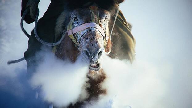 Фильм о якутском коневоде «24 снега» номинирован на национальную премию «Ника-2017»