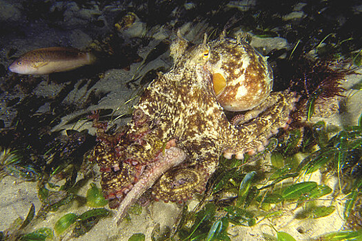 У берегов Австралии обнаружили новый вид осьминога