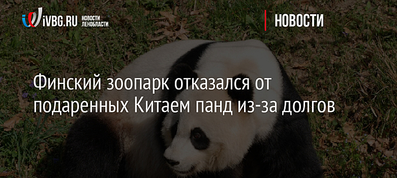 Финский зоопарк отказался от подаренных Китаем панд из-за долгов