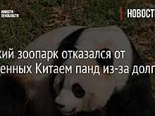 Финский зоопарк отказался от подаренных Китаем панд из-за долгов