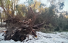 В Симферополе во время штормового ветра упало более 80 деревьев