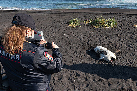 Причиной загрязнения на Камчатке официально признали цветение водорослей