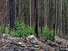 Курганский суд оштрафовал фирму экс-мэра Князева из-за незаконной рубки леса