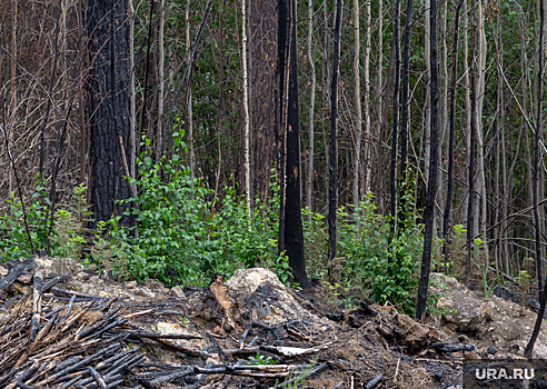 Курганский суд оштрафовал фирму экс-мэра Князева из-за незаконной рубки леса