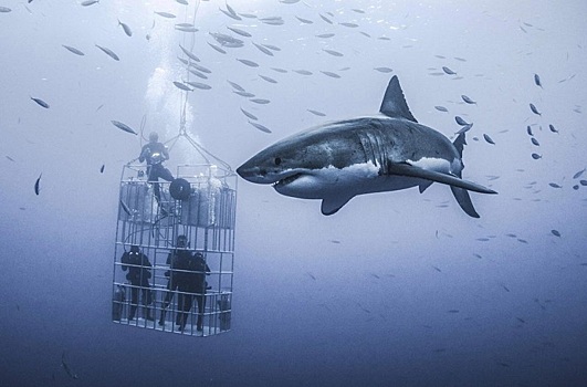 Огромная белая акула попыталась проломить стальную клетку дайверов. Защита никогда не была такой безнадежной