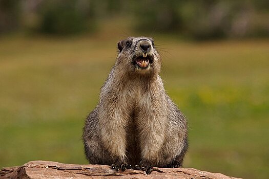 Сурок из Ленинградской области не проснулся в День сурка